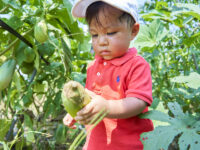 収穫した野菜を子どもたちが調理！ 農業と食について学べる食育体験ツアー